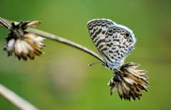 Leptotes