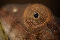 Furcifer pardalis