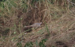 Eudynamys scolopaceus malayanus