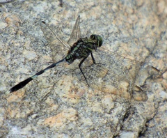 Orthetrum sabina