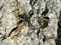 Orthetrum sabina