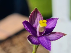 Thelymitra matthewsii