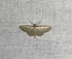 Idaea biselata