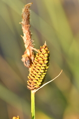 Carex nigra