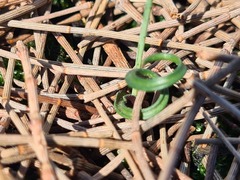 Thelymitra matthewsii