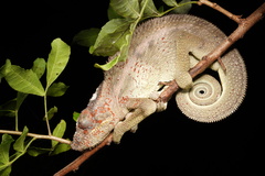 Furcifer pardalis