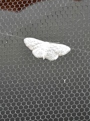 Idaea seriata