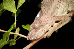 Furcifer pardalis