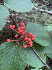 Viburnum lantanoides