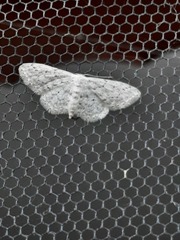 Idaea seriata