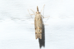 Neodactria