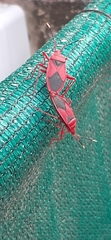 Probergrothius sanguinolens