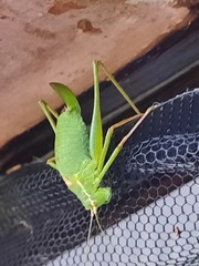 Leptophyes punctatissima