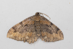 Rheumaptera meadii