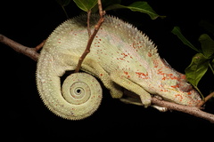 Furcifer pardalis