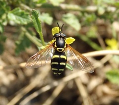 Chrysotoxum festivum