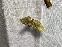 Larentiinae