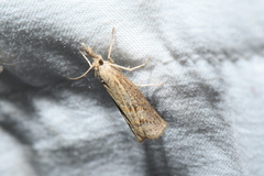 Neodactria