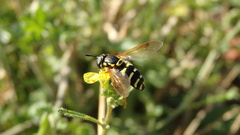 Chrysotoxum festivum
