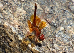 Trithemis kirbyi