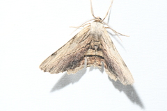 Lytrosis unitaria