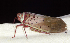 Copidocephala guttata
