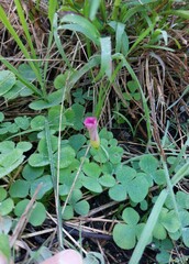 Oxalis purpurea