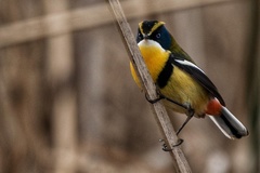 Tachuris rubrigastra