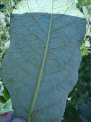 Melampsora epitea