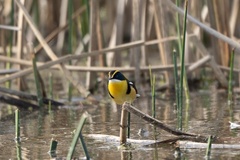 Tachuris rubrigastra