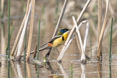 Tachuris rubrigastra