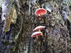 Callistosporium purpureomarginatum