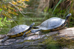 Trachemys scripta scripta