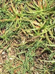 Heteropternis rufipes