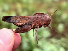 Arphia xanthoptera