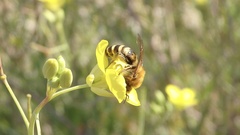 Colletes hederae
