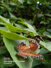 Anartia amathea
