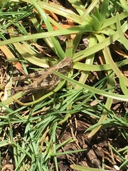 Heteropternis rufipes