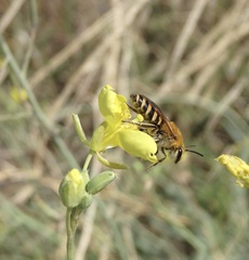 Colletes hederae