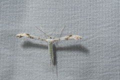 Pterophorinae