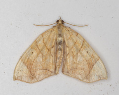 Eulithis diversilineata