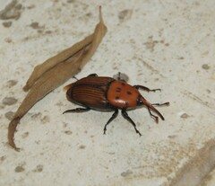 Rhynchophorus ferrugineus