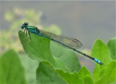 Pseudagrion decorum