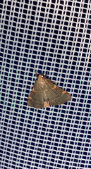Hypsopygia binodulalis