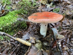 Russula rosacea