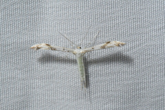 Pterophorinae