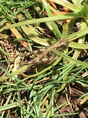 Heteropternis rufipes