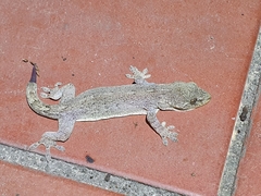 Gekko japonicus