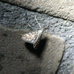 Elophila nymphaeata