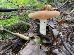 Russula rosacea